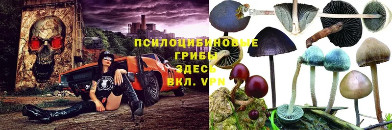 Псилоцибиновые грибы Psilocybine cubensis  Светлоград 